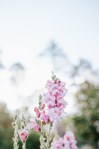 Flower blooming in the sun, person in garden holding flowers, photo provided by re.Planted Farm & Floral Studio for West Coast Seeds