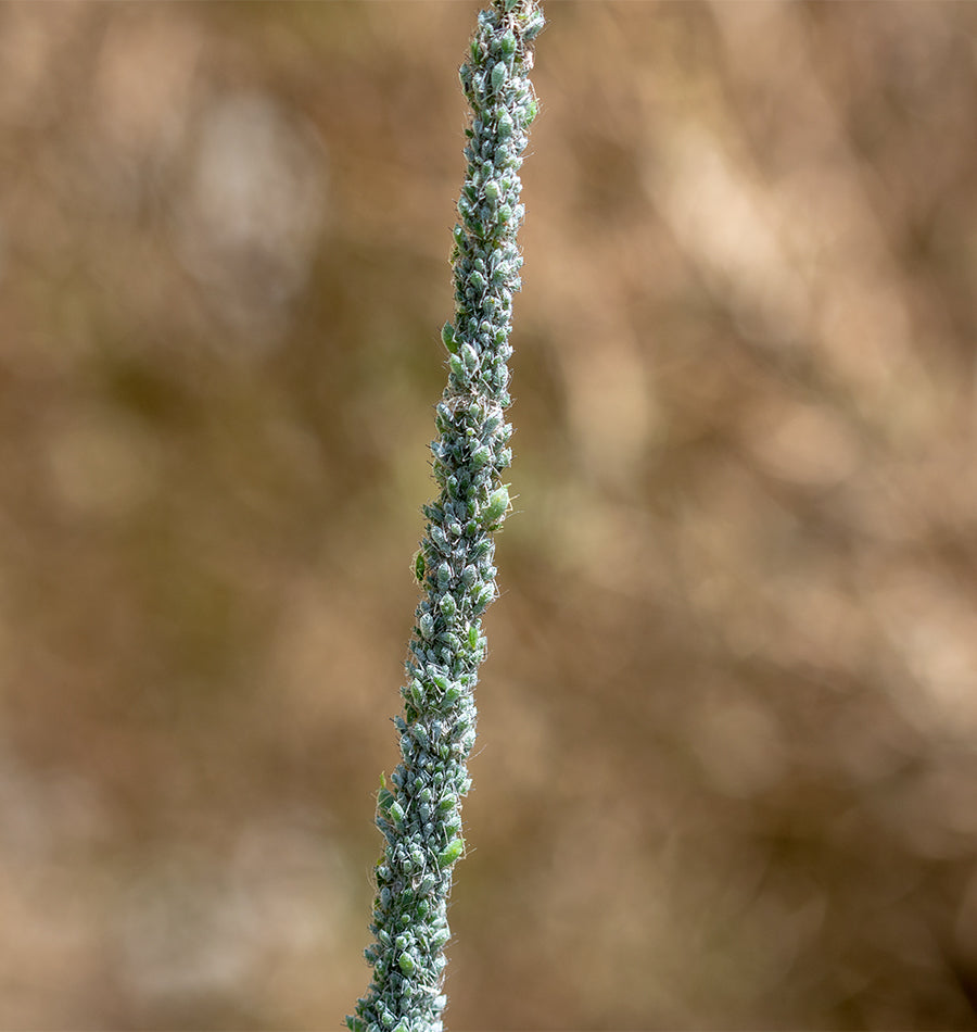 Lupin Aphids