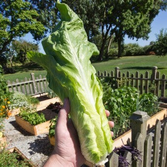 Sugar Loaf Chicory Seeds MS492