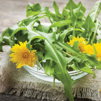 Dandelion Seeds