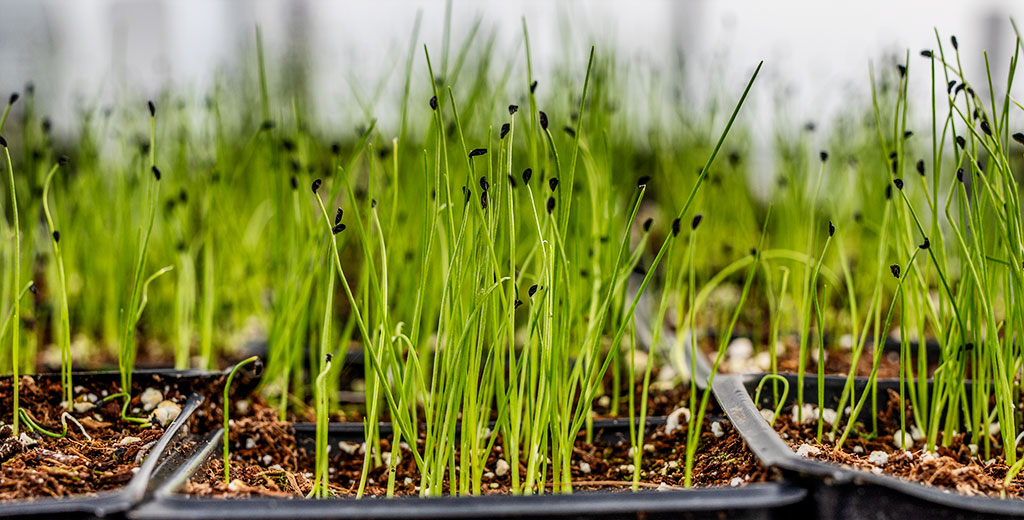 Gardening in March