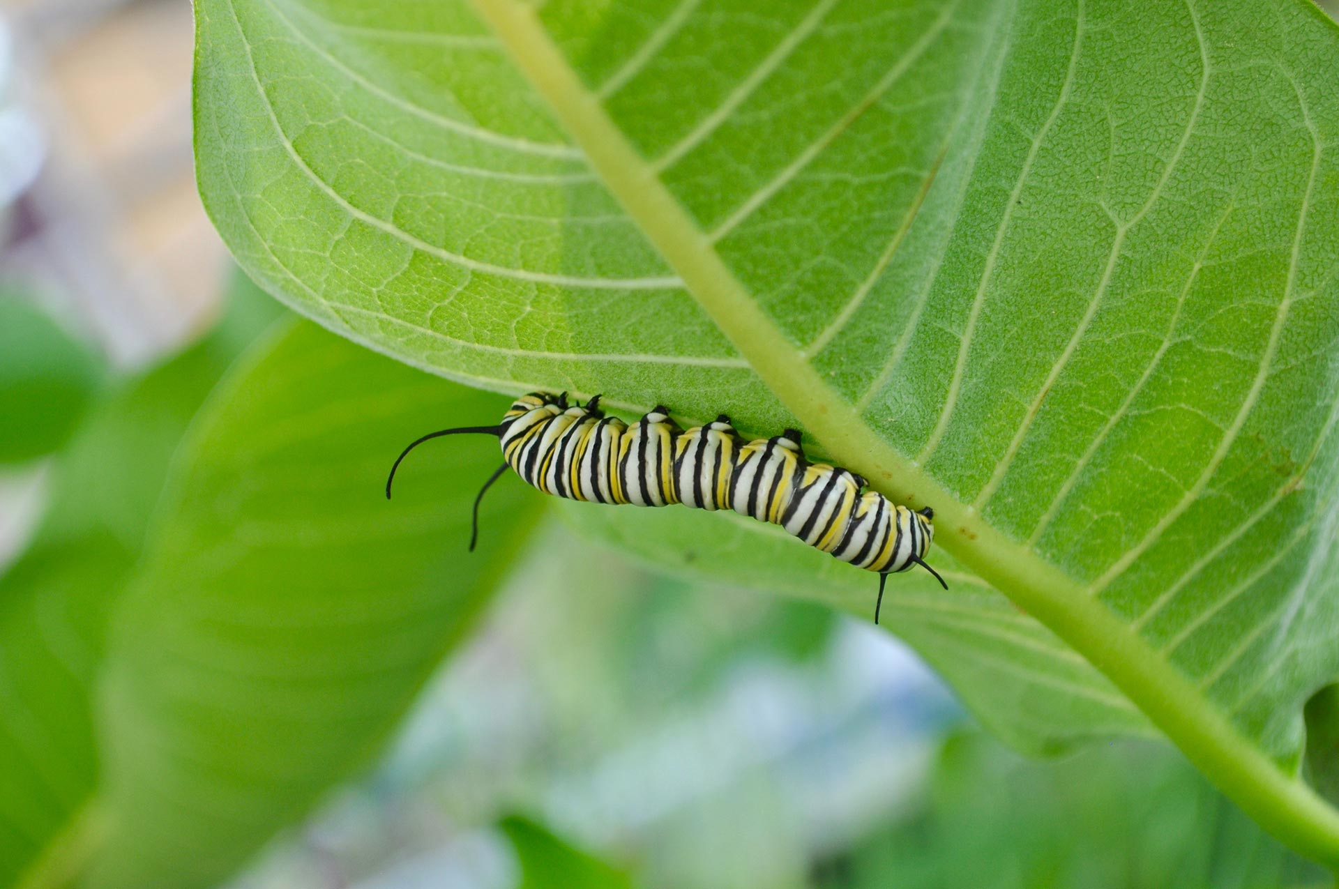 Milkweed with Monarch Caterpillar