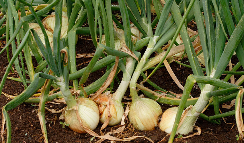 Growing Onions in Containers - Gardening Fan