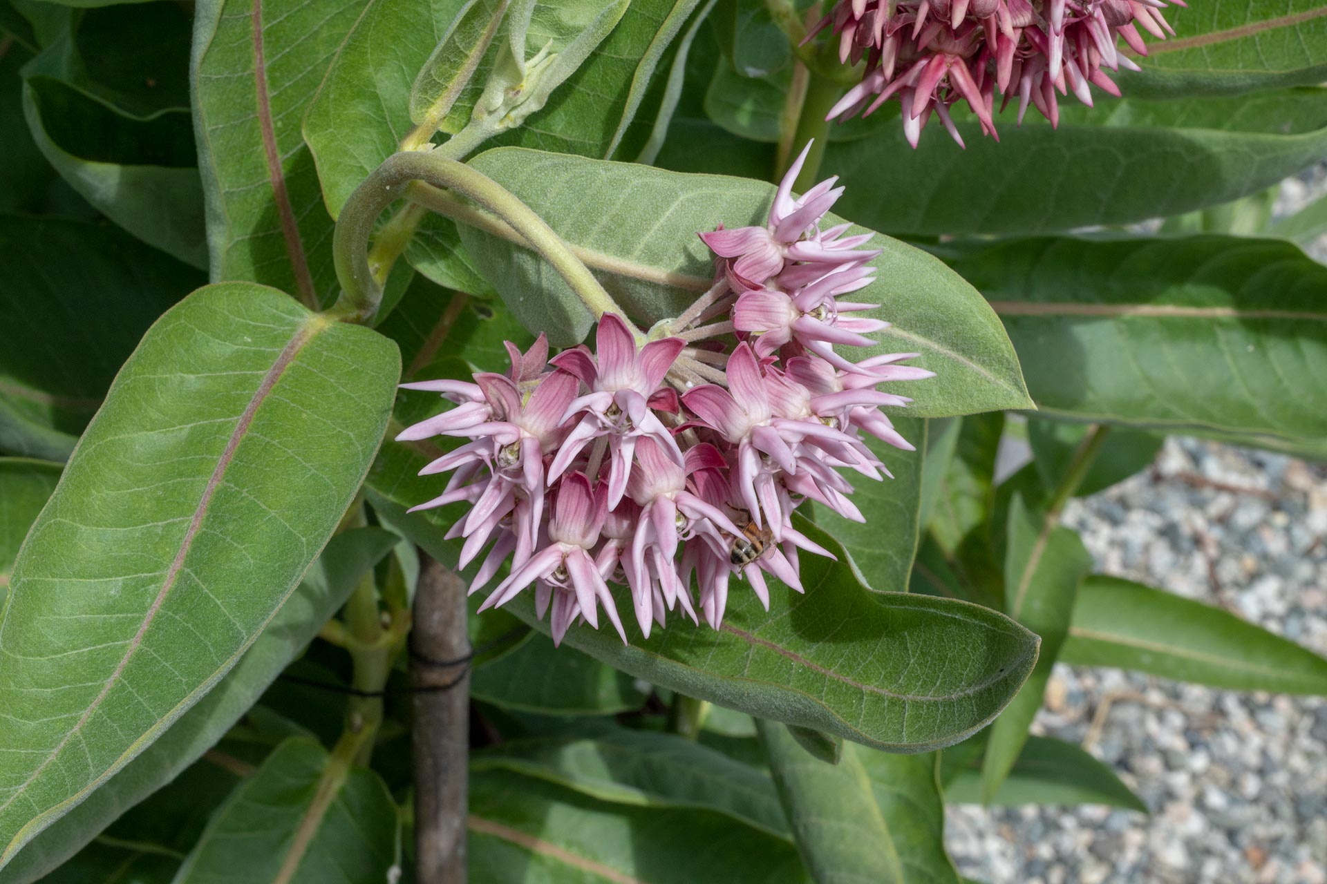 Image of Sweat pea milkweed (Asclepias incarnata) from pinterest.com