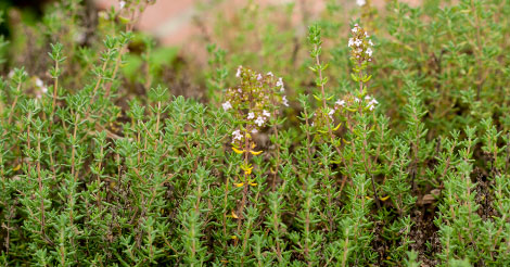 Woody Herbs Seeds