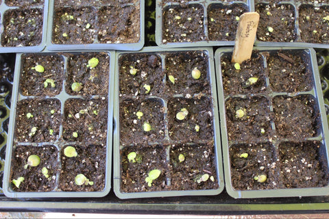 African Violet seedlings growing in a seed cell tray