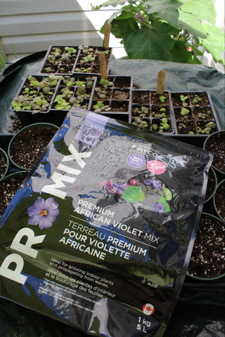 Bag of promix African violet soil with African violet seedlings growing behind it