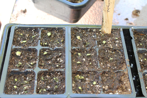 African violet seedlings just beginning to spout in a tray