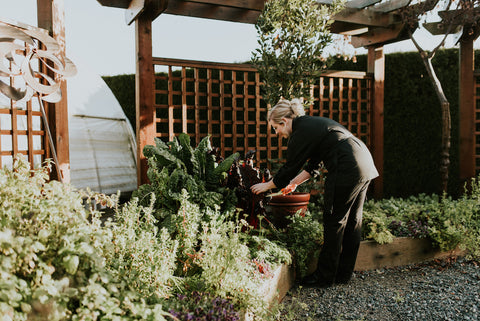 Harvesting from the Tanglebank Gardens in Abbotsford