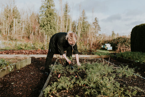 Tending to the garden at Tanglebank Gardens