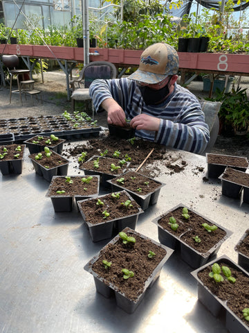 Person repotting seedlings at Providence Farm.