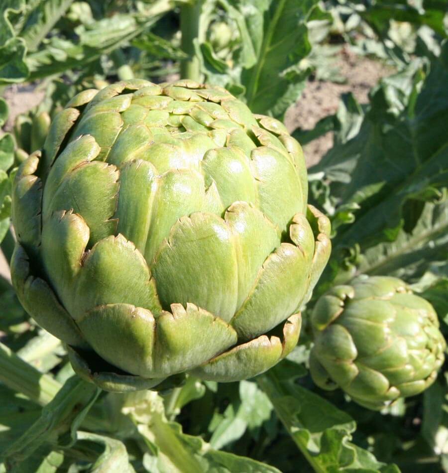 globe artichoke seeds coast west