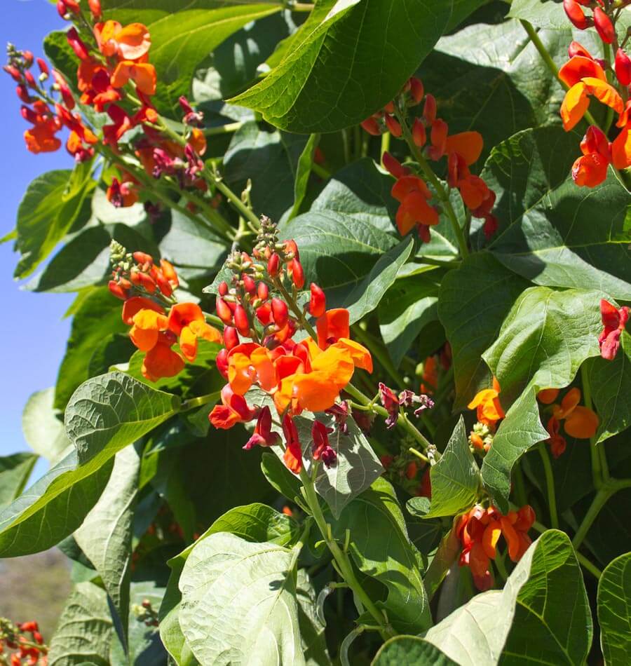 Scarlet Emperor Runner Bean Seeds West Coast Seeds