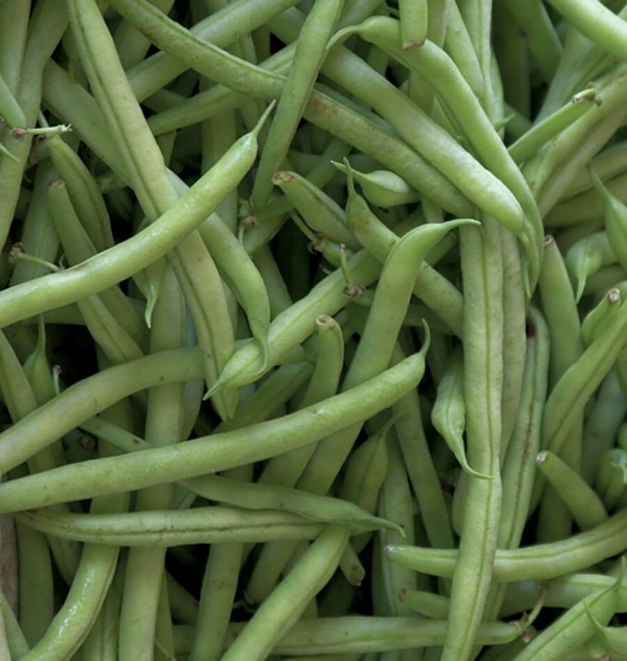 Kentucky Blue Pole Bean Seeds West Coast Seeds