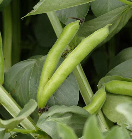 Yard Garden Outdoor Living Broad Bean Crimson Flowered 7 Seeds Heirloom Vegetable Garden Open Pollinated Plants Seeds Bulbs