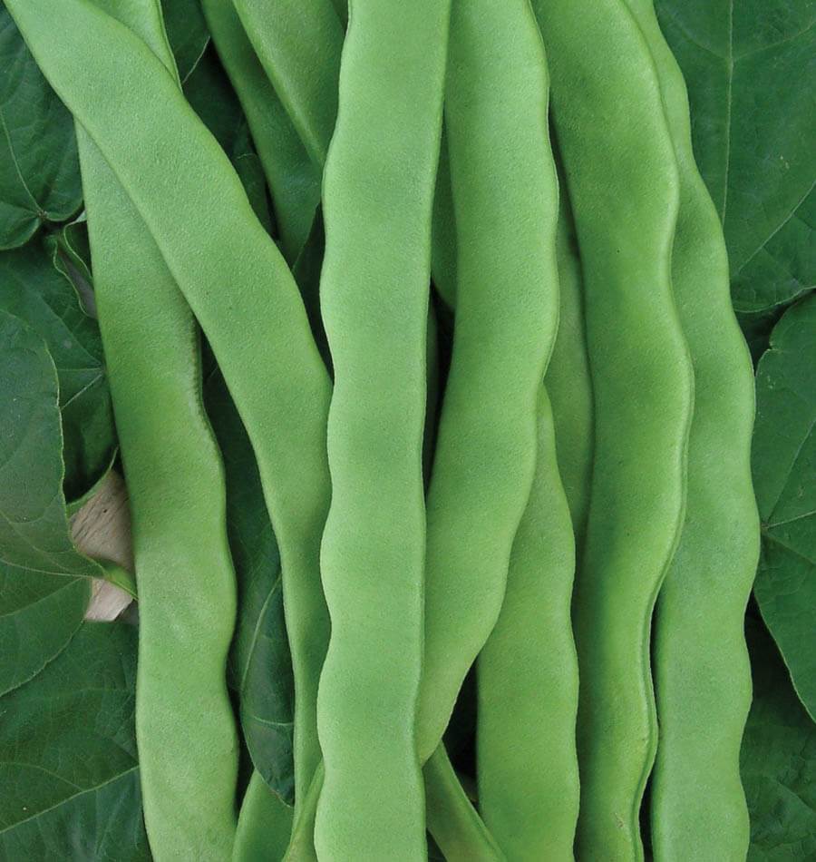 Hilda Romano Pole Bean Seeds – West Coast Seeds