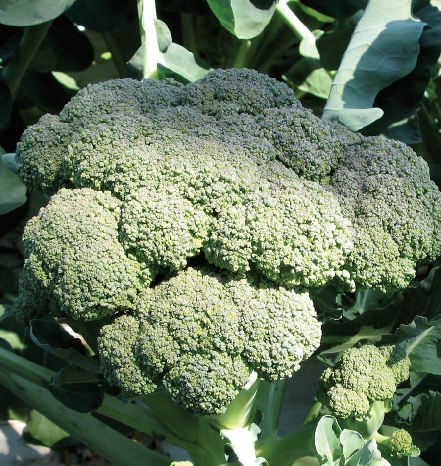 Calabrese Organic Broccoli Seeds - West Coast Seeds