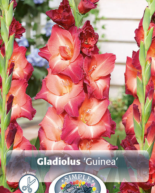 Gladiolo Guinea 8pk – West Coast Seeds