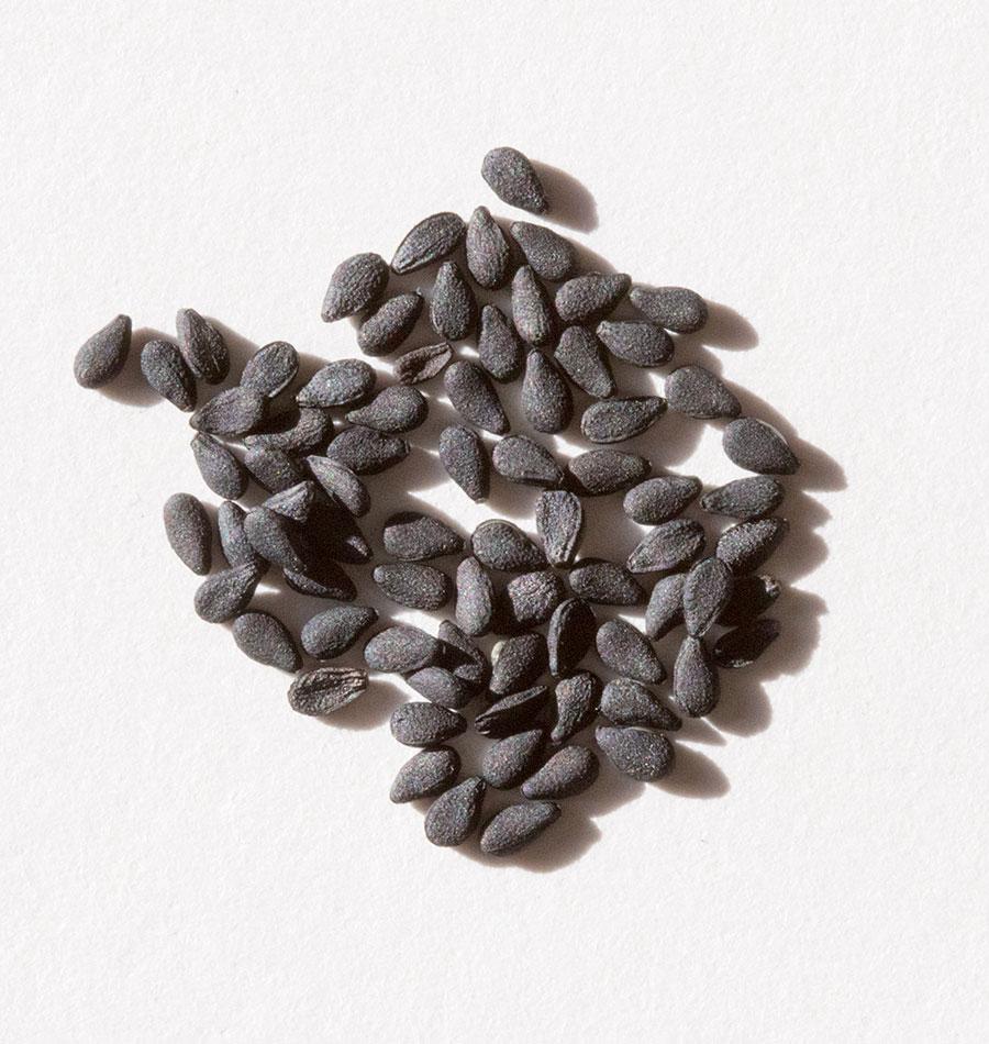 Черные семена похожие. Семена черные мелкие. Маленькие черные семена. Продолговатые черные семена. Черные маленькие семечки.