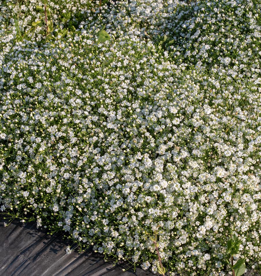 Gypsy White Improved Gypsophila Seeds – West Coast Seeds