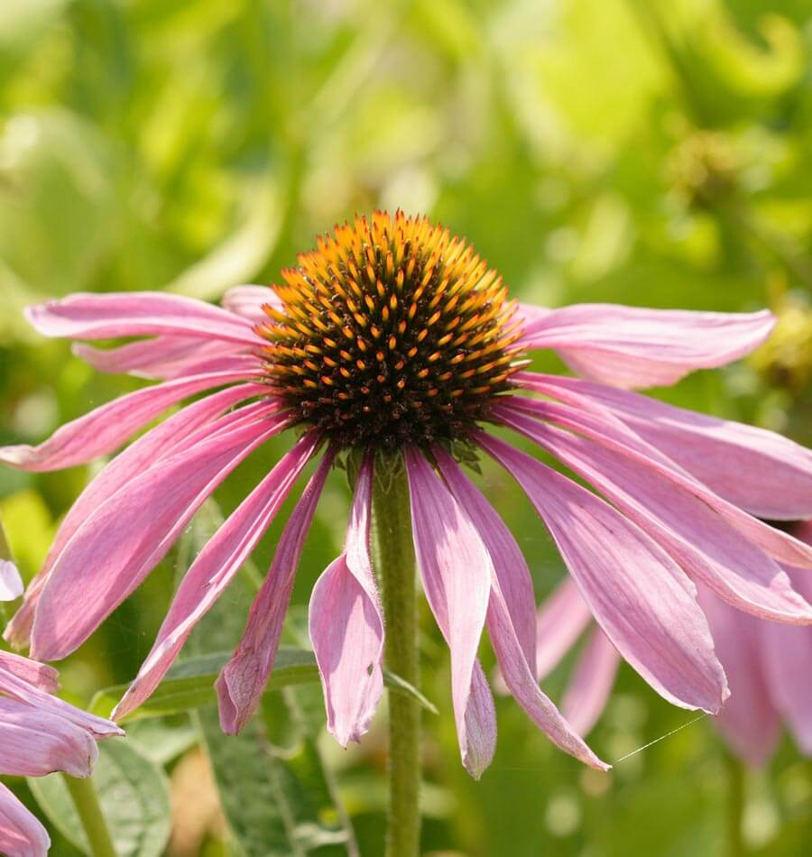 purple coneflower flower