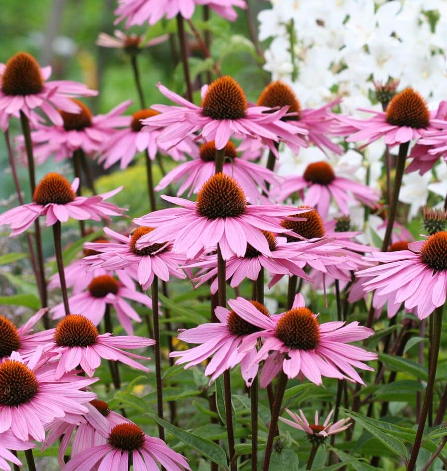 purple coneflower plant