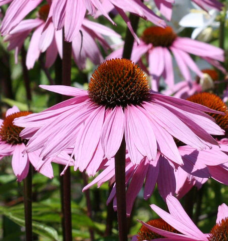 purple coneflower echinacea leaves