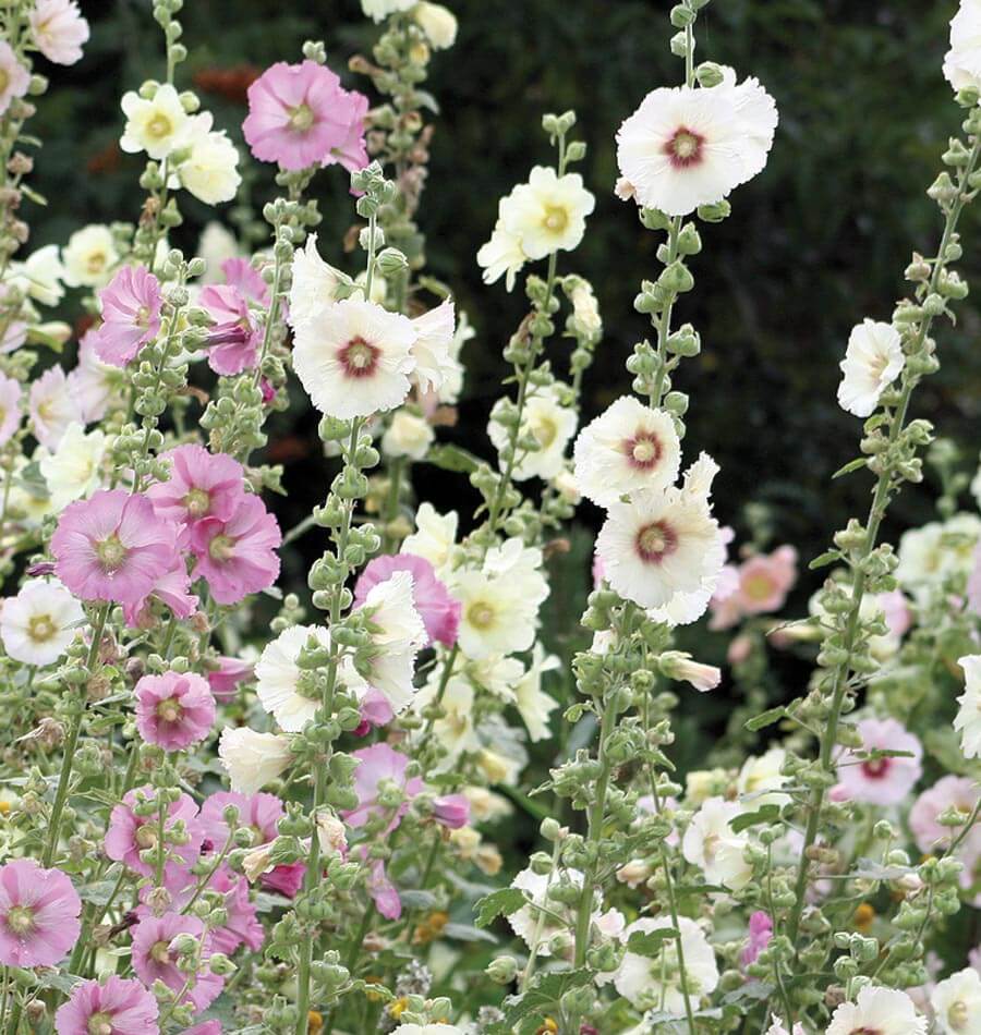direct sow hollyhock seeds