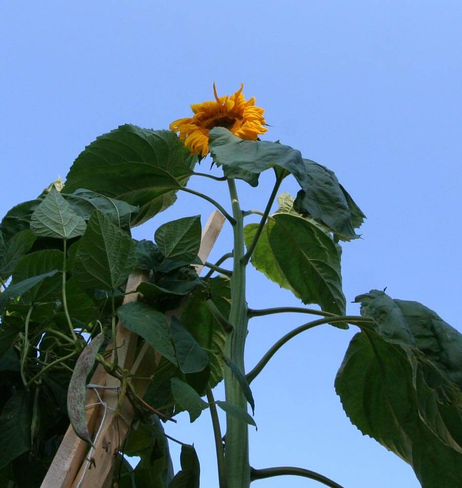 sunflower giganteus seeds organic coast west