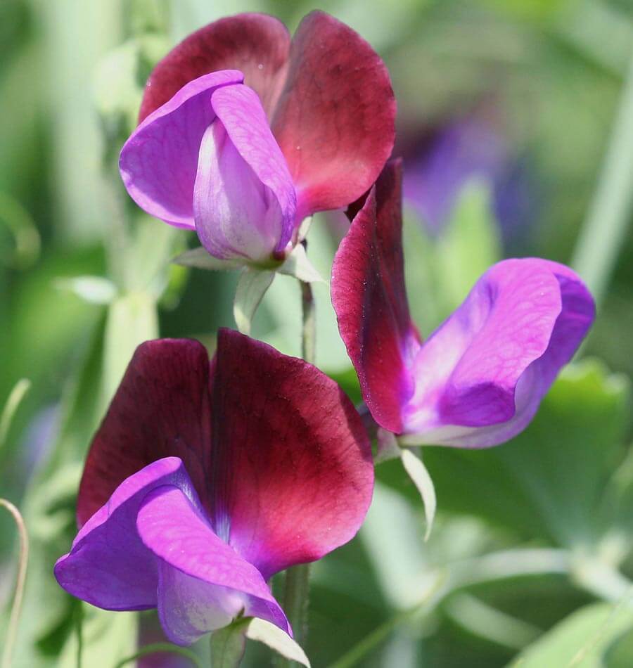 sweet peas