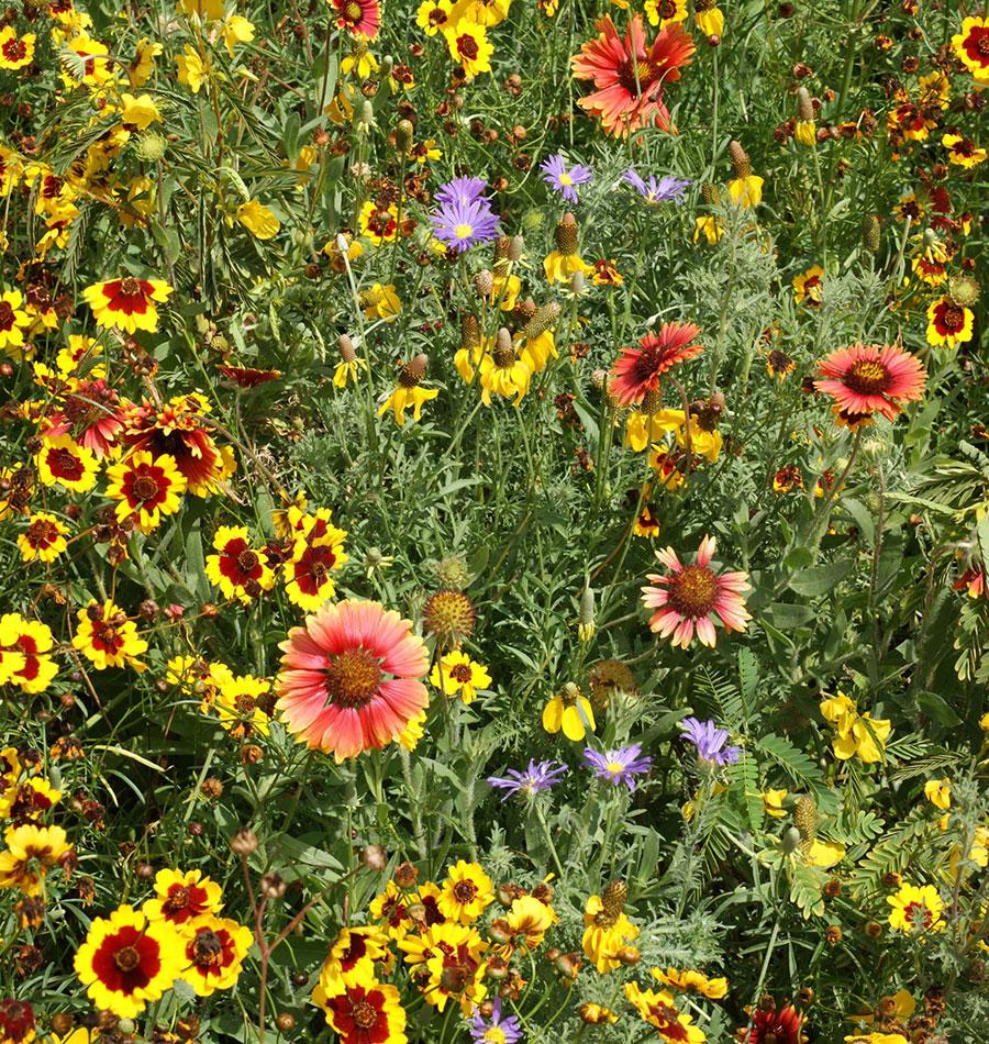 Southern Prairies Wildflower Blend West Coast Seeds