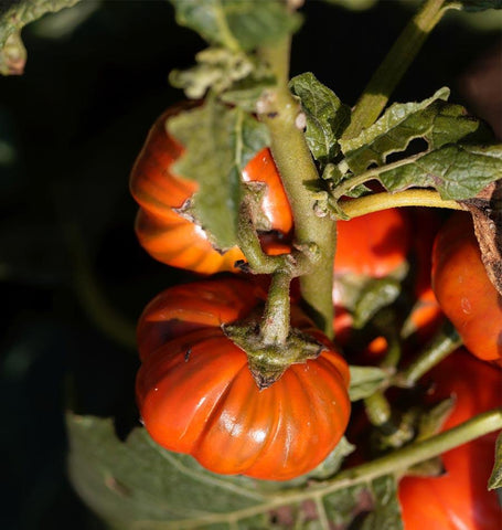 Pumpkin On A Stick Eggplant Seeds West Coast Seeds