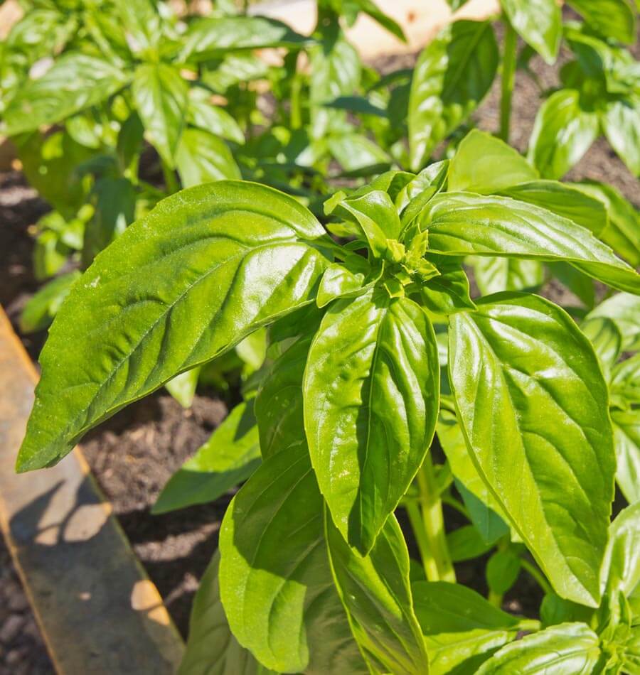 genovese basil seeds west coast