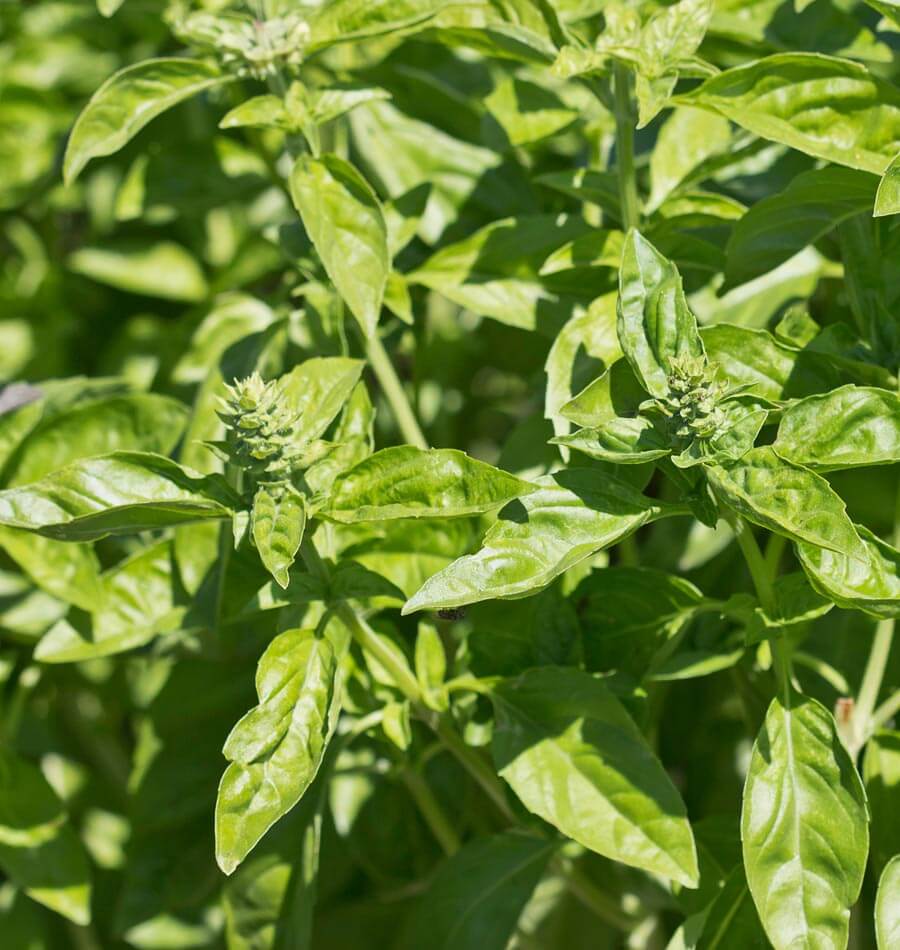 genovese basil seeds