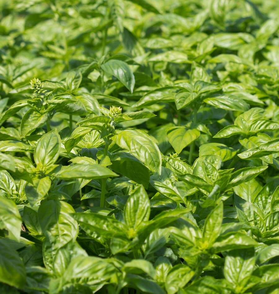 sweet basil