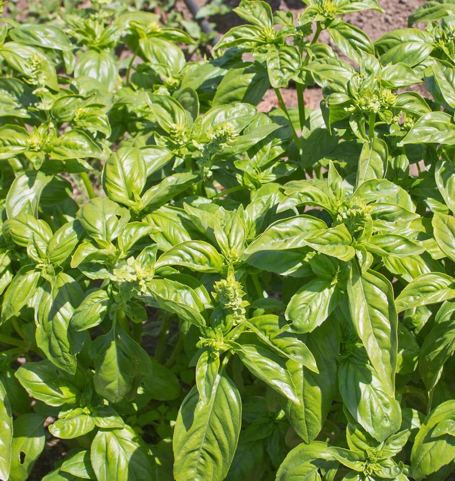 sweet basil