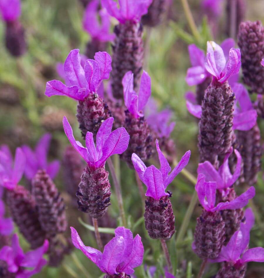 lavender seedlings