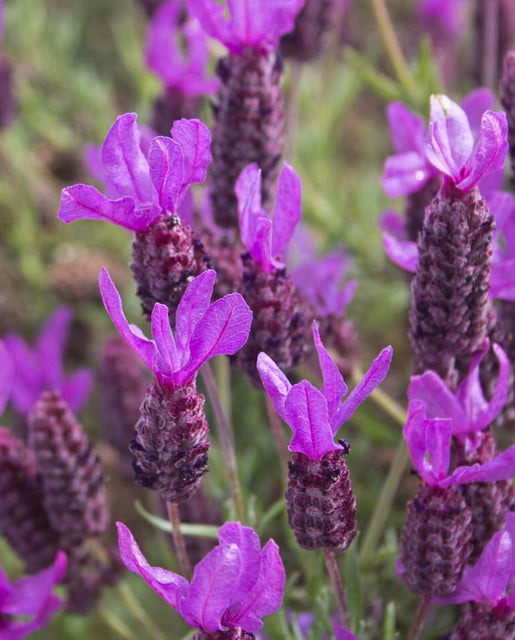 French Lavender Seeds West Coast Seeds