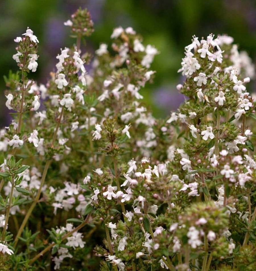 english thyme plant