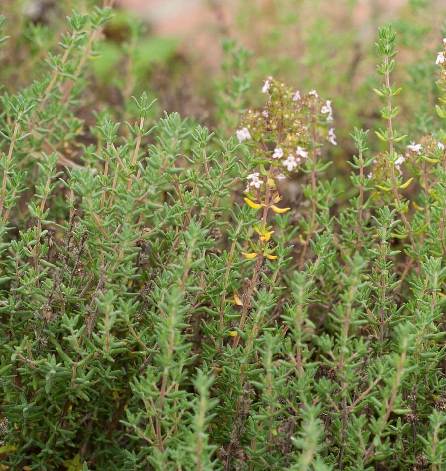 thyme plant