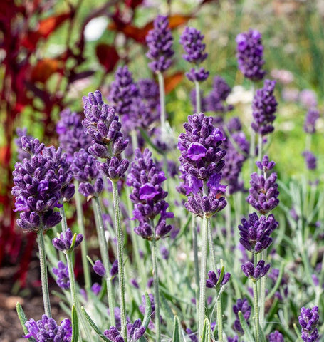 Lavance Deep Purple Lavender Seeds – West Coast Seeds