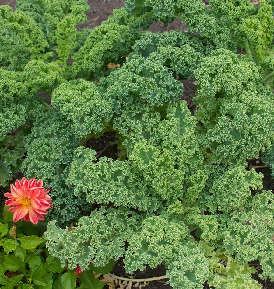 Vates Blue Curled Scotch Kale Seeds – West Coast Seeds