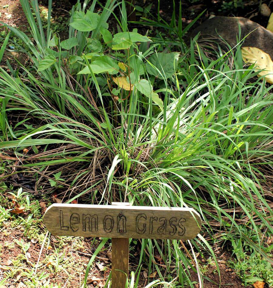 lemon grass plant