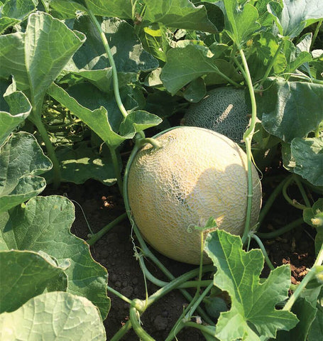 Melon description