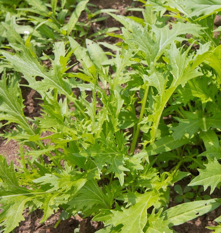 mustard seed plant