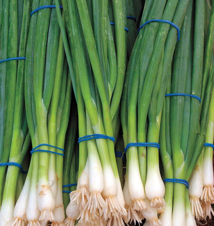 Ramrod Scallion Seeds – West Coast Seeds