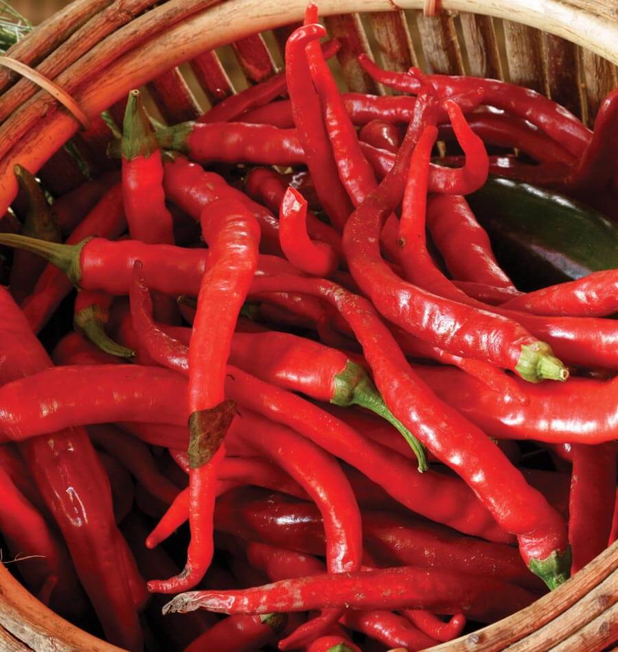 Large Red Thick Cayenne Pepper Seeds – West Coast Seeds