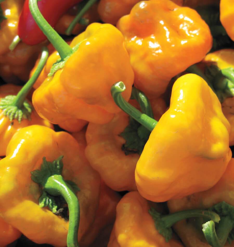 Collection 91+ Images pictures of scotch bonnet peppers Excellent