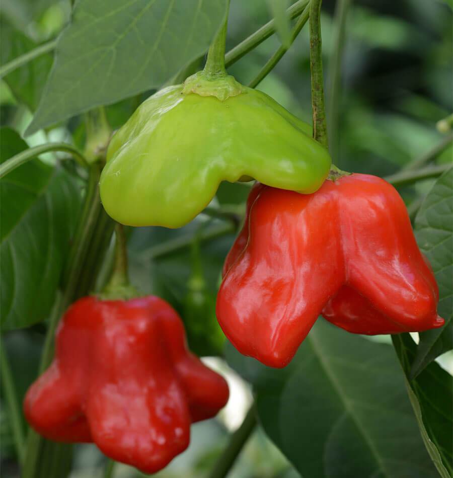 Mad Hatter Pepper Seeds West Coast Seeds 