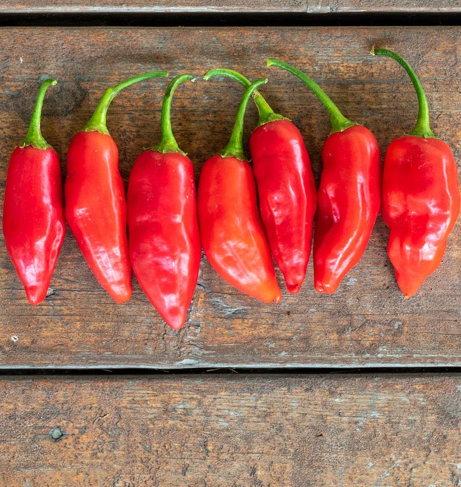 Aji Rico F1 Pepper Seeds West Coast Seeds